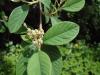 Cotoneaster-hojas 2